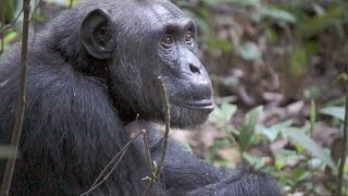 Uganda  Gorillas amp Chimpanzees [upl. by Adnaluy]