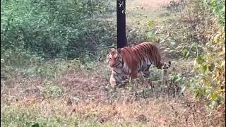 Laxmi Tigeress Today 🦁🦁 penchnational park [upl. by Ahsinav156]