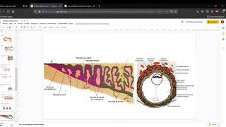 Clase 2 Fisiología placentaria anexos y líquido amniótico parte 1 [upl. by Aenitsirhc904]