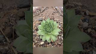 How to make soil mix n repott succulent plants viralvideo garden succulents indoorplants bonsai [upl. by Bork]