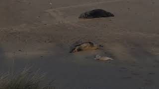 The Seals of Horsey Beach [upl. by Stacey]