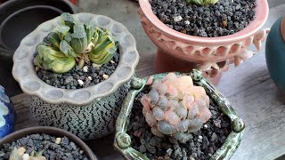 Haworthia on sale 10012024 📞 408 834 5979 LIÊNCHINH koreansucculents haworthiaaeonium [upl. by Ahsya]