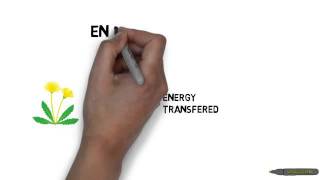 Habitats food chains and food webs [upl. by Utimer]