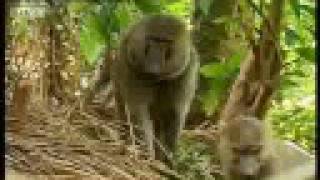 Baboons vs chimpanzees  BBC wildlife [upl. by Neibart951]