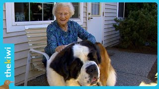 The inseparable friendship between an elderly woman and a St Bernard [upl. by Yggep677]