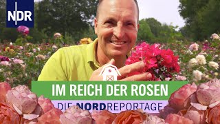 Blühende Leidenschaft im Rosenzuchtbetrieb in Uetersen  Die Nordreportage  NDR [upl. by Asihtal]