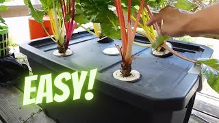 Growing greens  Easy DIY Hydroponics [upl. by Enaujed]