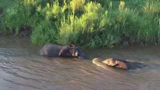 Elephant Swimming In the Crocodile River [upl. by Woody954]