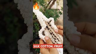 Silk Cotton Fruit 🔥🔥 It Can Be Eaten Never Knew 😱😱shorts fruit youtubeshorts [upl. by Terrag]