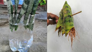 Step by step guide to propagate snake plants water  Thriving Snake plant propagation [upl. by Christiana]