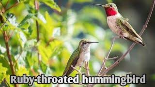 Ruby throated hummingbird Archilochus Colubris  Birds Biographies [upl. by Mandelbaum]