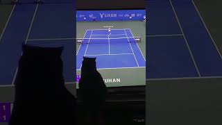 The way Mela darts her head around for the ball 😂🥺 funnycats cutecats cats cat catshorts [upl. by Ymmor984]