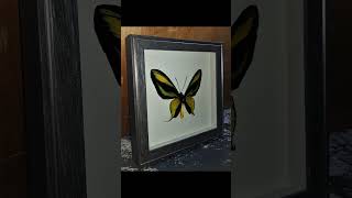 Ornithoptera paradisea arfakensis в рамке butterfly книги entomology [upl. by Ailemak]