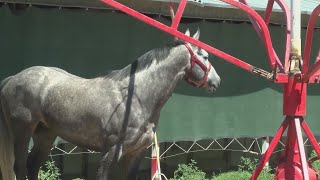 Racehorses evacuate Ruidoso Downs to Albuquerque Downs at Expo New Mexico [upl. by Ashjian]