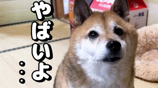 隣の部屋からきた柴犬が心配そうな目で訴えかけてきたので行ってみると… [upl. by Nimref]