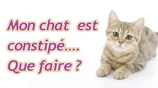 Mon chat est constipé que faire [upl. by Greenebaum]