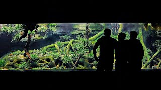 The Ultimate Biotope Planted Tank Cinematic Special [upl. by Philipson]