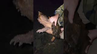 Suwannee Alligator Snapping Turtle [upl. by Gala]