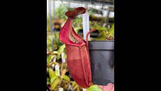 Nepenthes densiflora x veitchii BE4037  Kannenpflanzen bei Fangblatt  kannenpflanze [upl. by Yelac]