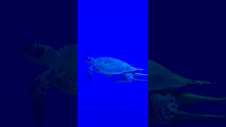 Turtle Swimming in Deep Blue Water [upl. by Domineca62]