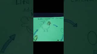 Life cycle of chicken l stagesyoutubeshort [upl. by Fernyak]