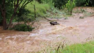 Pienaars river in flood this morning after over 200mm of rain in the last 24hours near Pretoria [upl. by Ulland90]