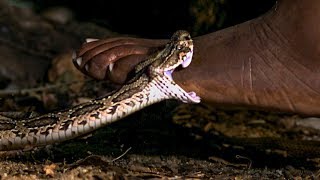 Viper Bite in Slow Mo  BBC Earth [upl. by Ho]