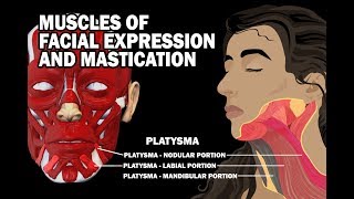 MUSCLES OF FACIAL EXPRESSION AND MASTICATION [upl. by Ahsienet]