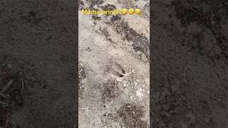 Moose prints🤣🤣🤣 lake fishing wildlife algonquin algonquinpark [upl. by Nawad452]