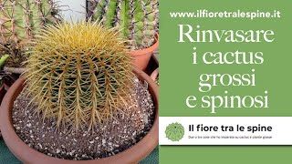 Come rinvasare i cactus grandi e spinosi [upl. by Seys316]