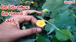 ఈ మొక్క గురించి తెలిస్తే  Abutilon indicum or Atibala health benefits in telugu [upl. by Manon]