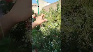 thuja plant growth ☘️ and care tipsyoutube gardentips garden [upl. by Zampino532]