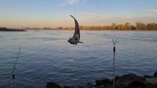 Grundeln angeln am Rhein Grundeln als Köderfisch auf Zander Grundeln gezielt fangen 4K Video [upl. by Idnat334]