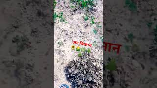 jodh jodhpurite farming jodhpurvlog youtube vlog jodhpurvlogs nature jodhpurs beautiful [upl. by Xaviera]