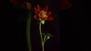 tithonia flower lapse [upl. by Nanek]