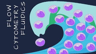 Flow cytometry fluidics Intro to Flow Cytometry  Episode 2 [upl. by Ignatz]