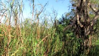 Least Flycatcher call Southern Glades [upl. by Gottuard]