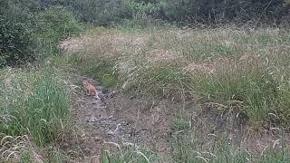 Fun video filmed at the Woodcock Creek Nature Center in Meadville PA [upl. by Gyatt]