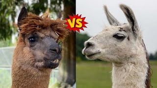 Alpaca vs Llama  How Are They Different [upl. by Relyt]