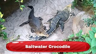 Saltwater Crocodile  Krokodille Zoo Denmark [upl. by Tomkins]