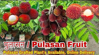 Pulasan Fruit in India पुलासान Best Exotic Fruit variety Grafted plants availableOnline Delvry [upl. by Weeks605]