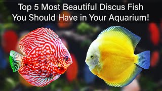 Top 5 Most Beautiful Discus Fish You Should Have in Your Aquarium [upl. by Araic920]