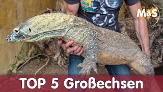 Top 5 Großechsen  Welche wird am zahmsten [upl. by Atsirt489]