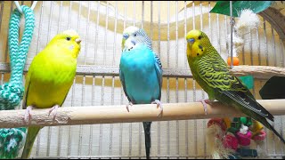 35 Hr Help Quiet Parakeets Sing by Playing This Budgies Chirping Help Depressed lonely sad Birds [upl. by Aicilehp]