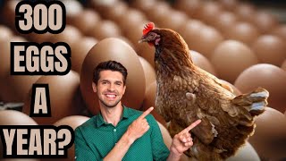 Top 5 Reasons to Raise Lohmann Brown Hens EggLaying Machines [upl. by Uda]