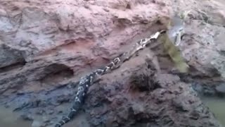 Spectacled Caiman tears apart massive Bushmaster snake [upl. by Heymann]