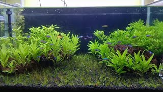 Aquascape fotosintesis [upl. by Balcer287]