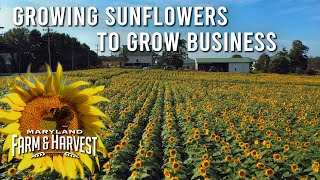 How Growing Sunflowers Helped Grow a Local Business  MD FampH [upl. by Matthaeus422]