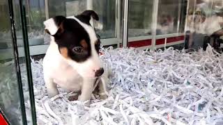 7609 Jack Russell Macho [upl. by Heidy]