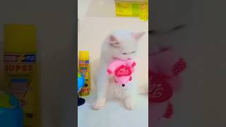 cat golucat snowwhiteleolove snowcat musiclyrics catlover whitecat cuteanimal snowshoecat [upl. by Timmy]